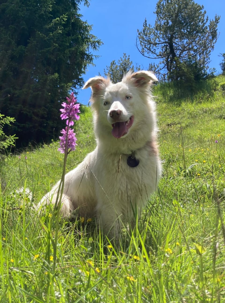 Hund Graubünden Ferien