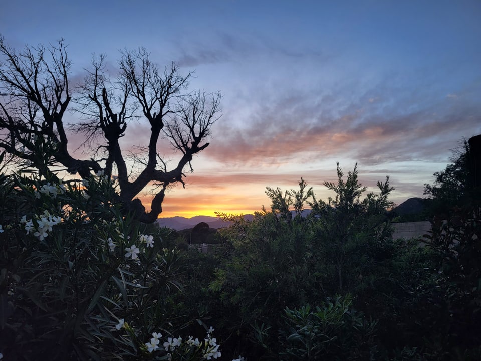 Baum und Büsche vor Sonnenuntergang.