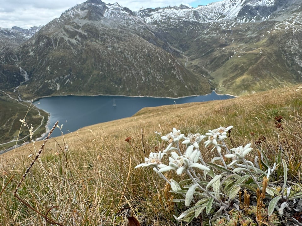 Edelweissblumen im Vordergrund, Berglandschaft mit See im Hintergrund.