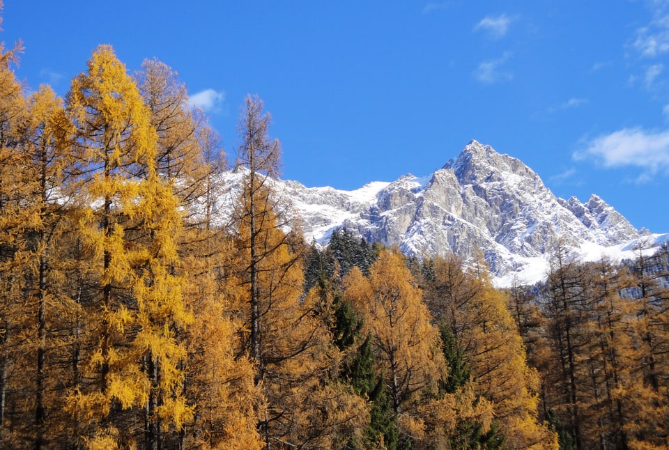 Verschneite Berge hinter gelb-orangefarbenem Herbstwald.