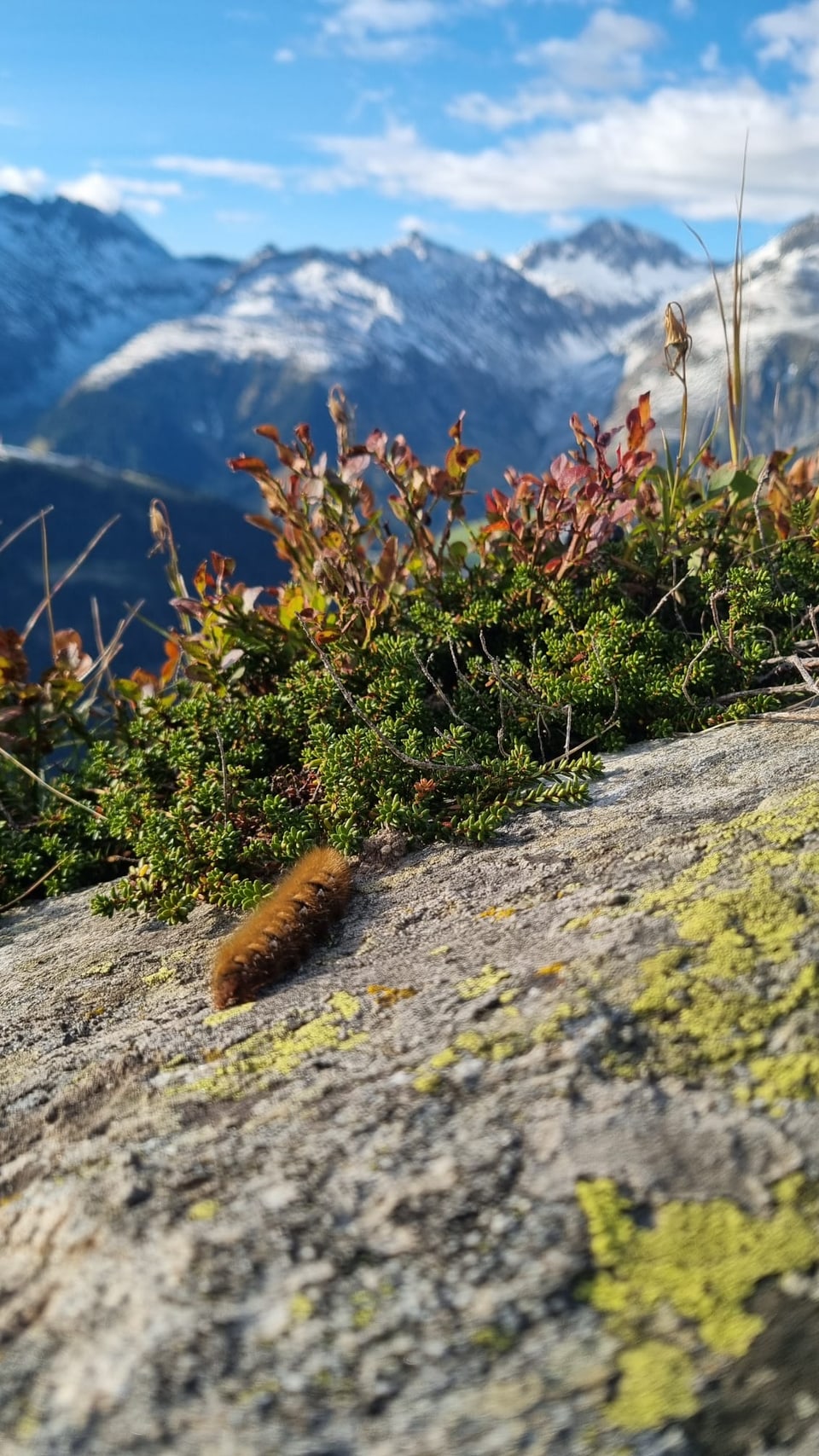 Eine Raupe auf einem Stein, mit Bergen im Hintergrund.