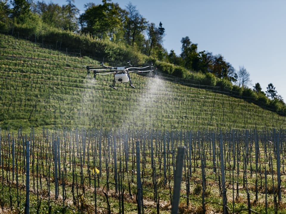 Landwirtschafts Drohne fliegt über ein Weingut und bespritzt sie.
