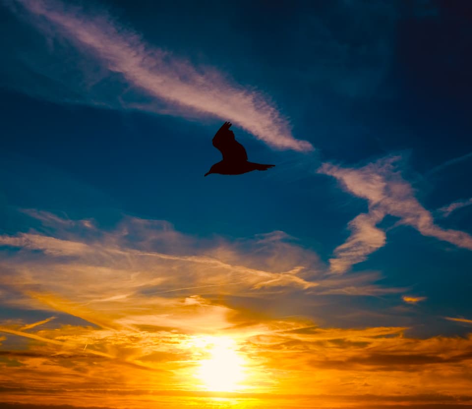 Silhouette eines Vogels am farbenfrohen Sonnenuntergangshimmel.