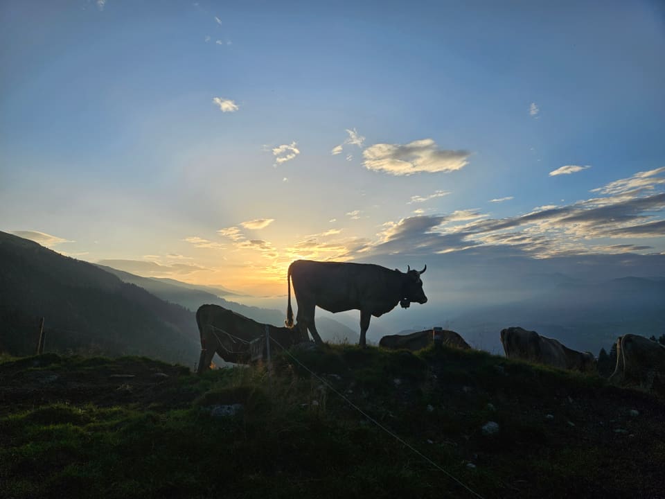 Kuh auf Bergwiese bei Sonnenuntergang.