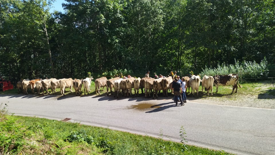 Alpabzug Graubünden