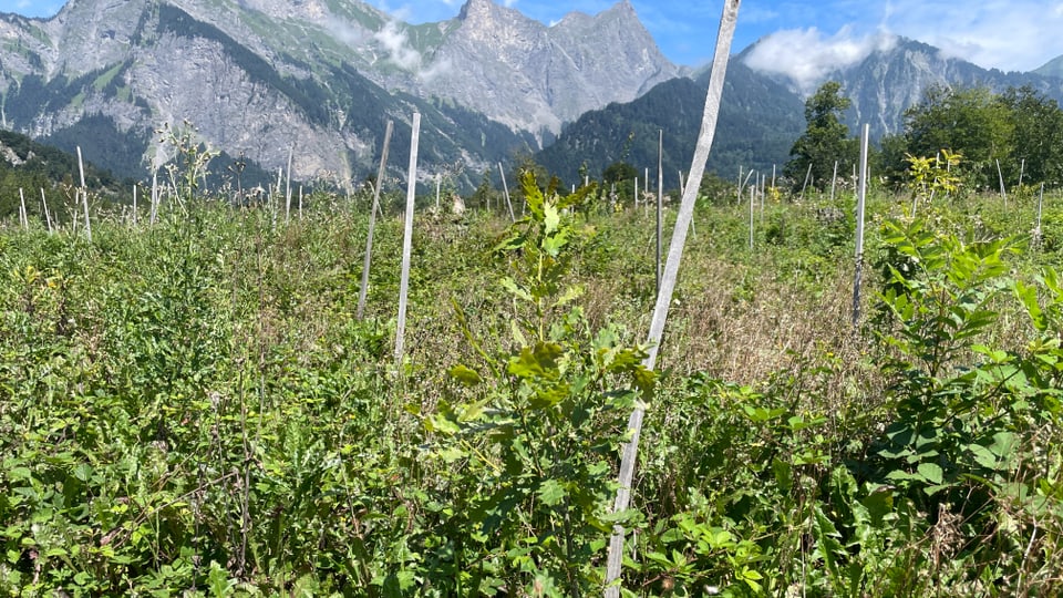 Klimawald, Natur, Maienfeld