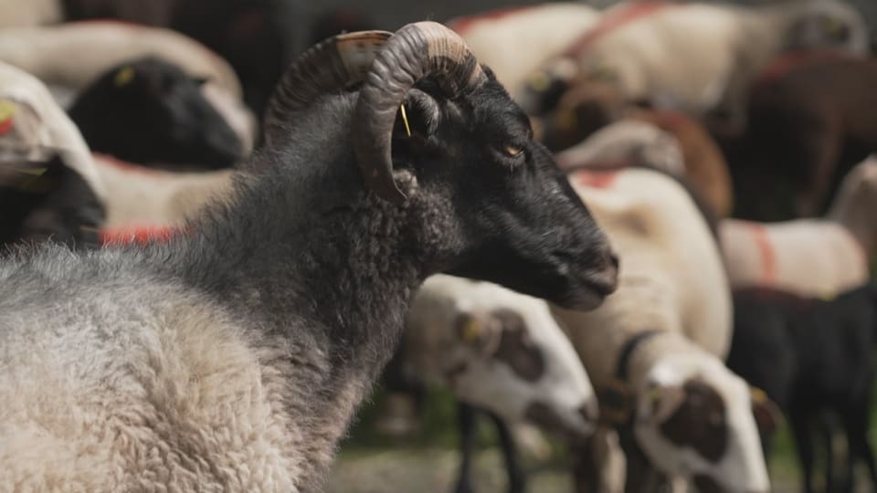 Nahaufnahme eines schwarzen Schafs in einer Herde.