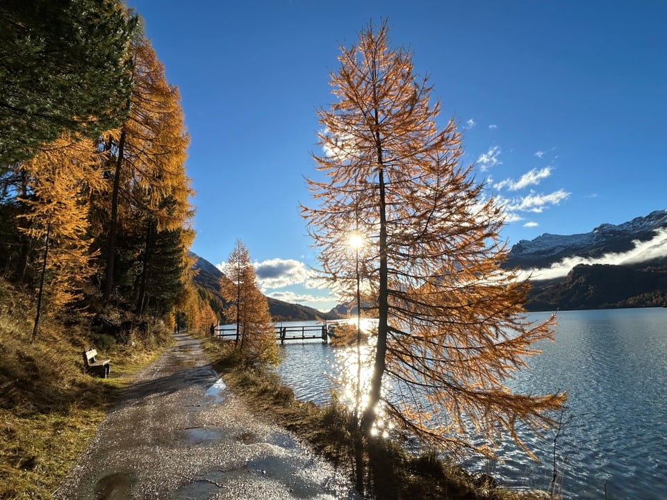 Herbstweg am See mit leuchtend gelben Bäumen und Sonne.