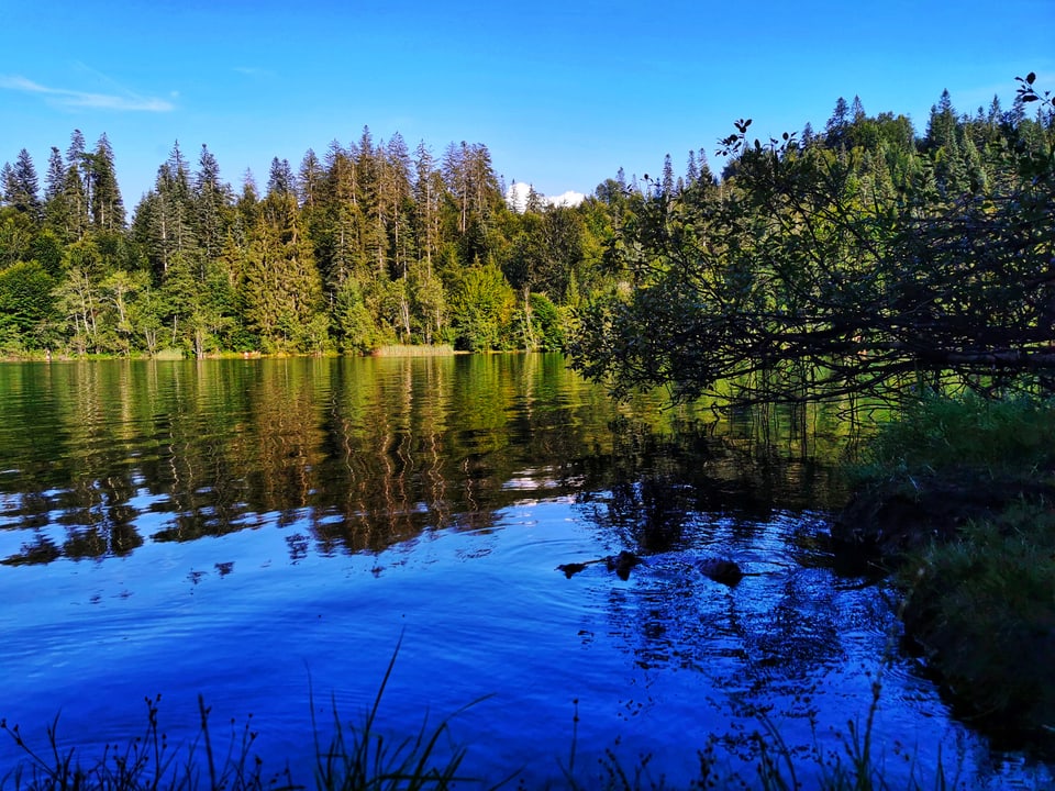 Ein See mit Wald im Hintergrund an einem klaren, sonnigen Tag.