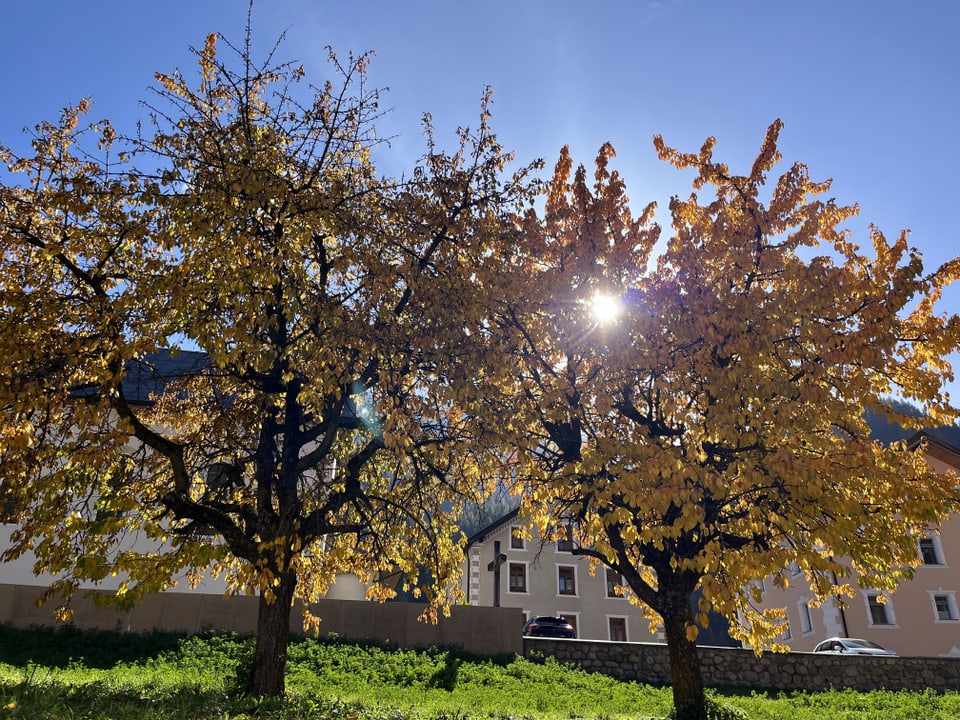 Zwei Bäume mit gelben Blättern im Sonnenlicht vor Häusern.