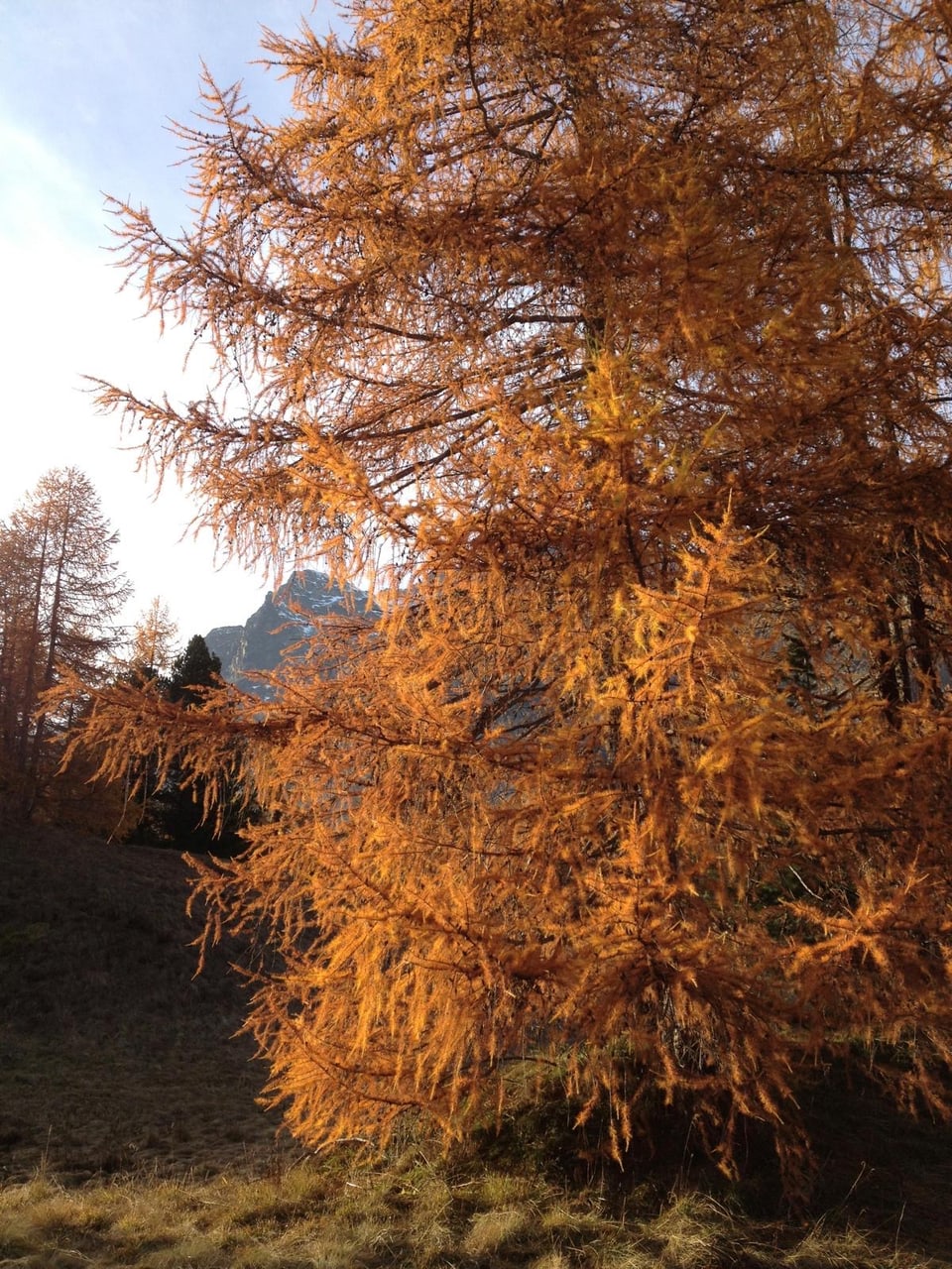 Herbstbaum mit orangen Nadeln vor Bergkulisse.