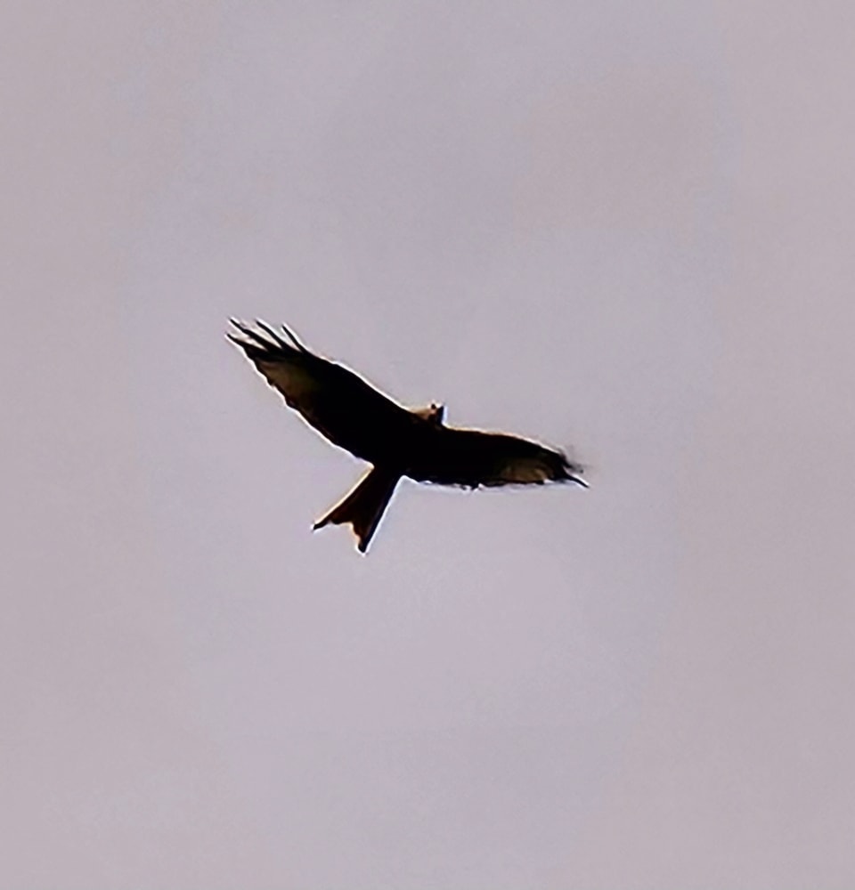 Silhouette eines fliegenden Vogels am Himmel.