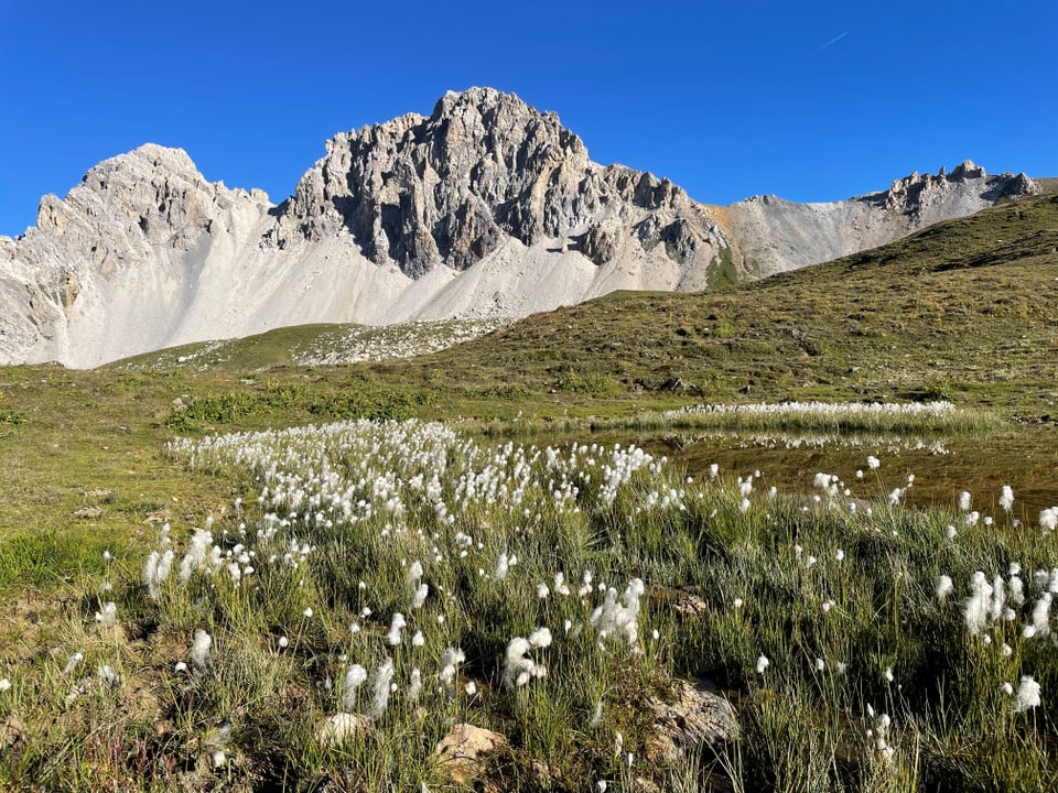 Alpenlandschaft mit Blumenwiese und Berg.