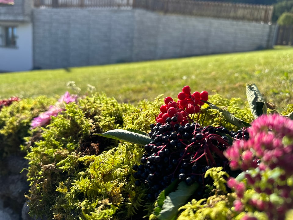 Nahaufnahme von Beeren und Moos im Garten.