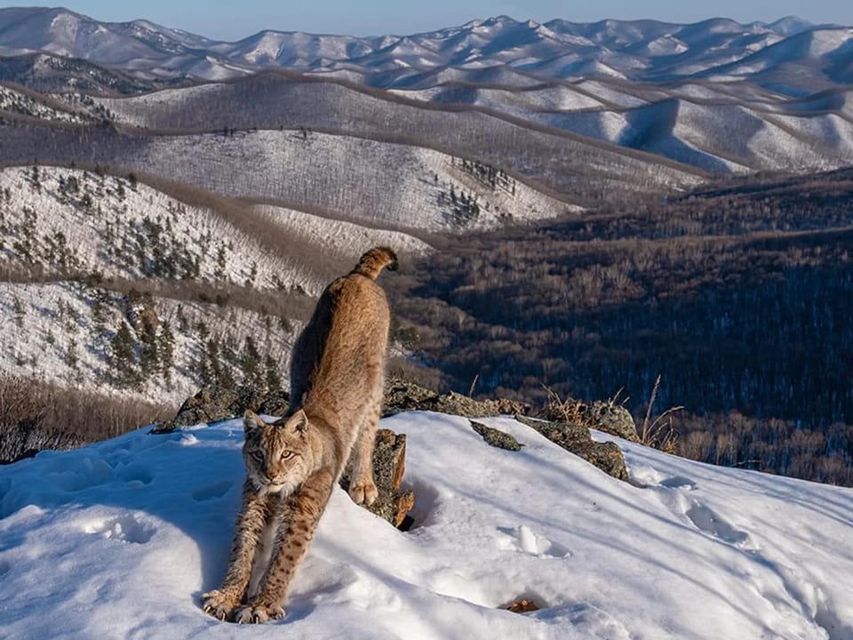 Luchs streckt sich auf schneebedecktem Berg vor Hügeln.