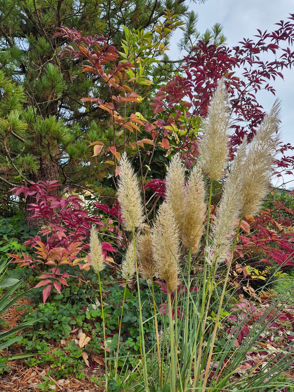 Herbstliche Pflanzen mit Pampasgras im Vordergrund.