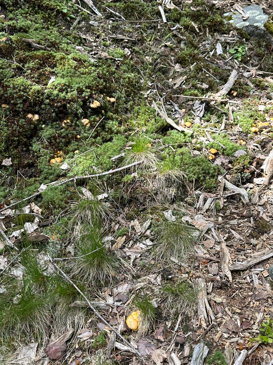 Waldgebiet mit grünen Moosen und verstreuten Pilzen auf dem Boden.