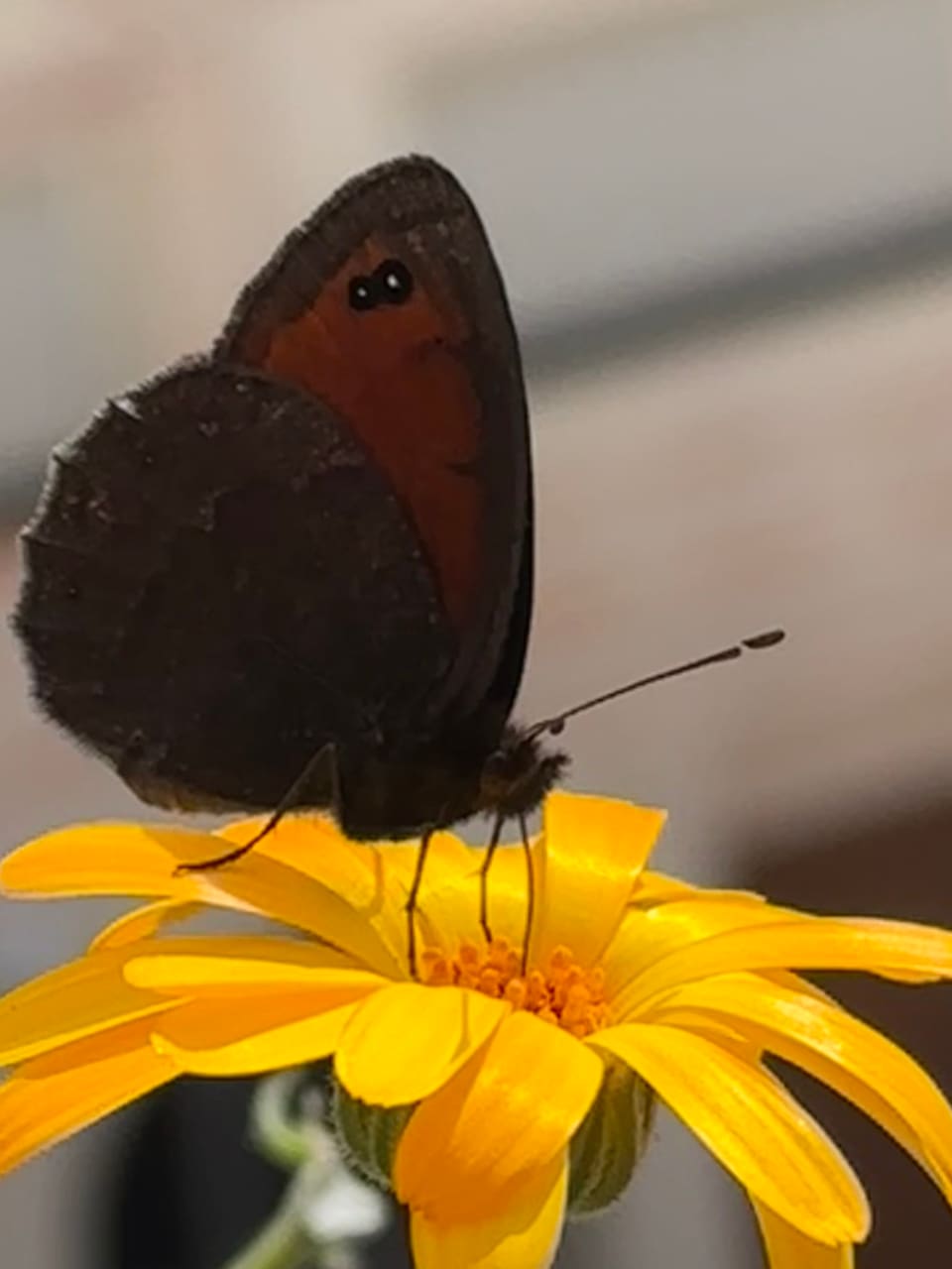 Ein dunkler Schmetterling auf einer gelben Blume.